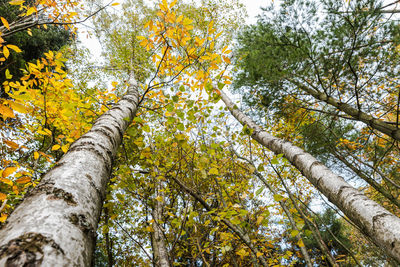 Low angle view of trees in forest