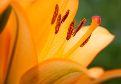Close-up of orange lily