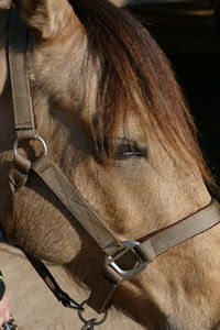 Close-up of horse