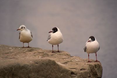 Seagulls perching on sand at beach