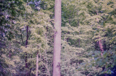 Pine trees in forest