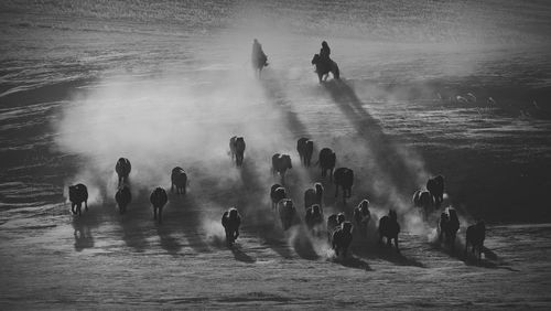 Horses running on sand