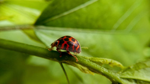 Close-up of insect on leaf