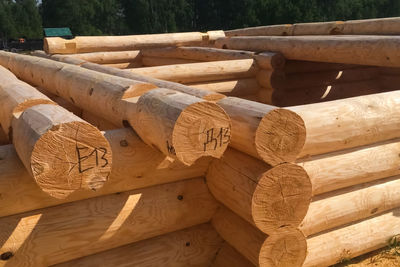 Stack of logs in forest