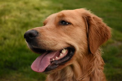 Close-up of dog looking away