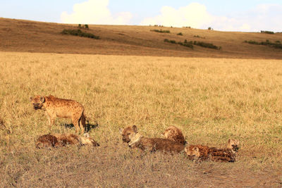 Hyena relaxing on field