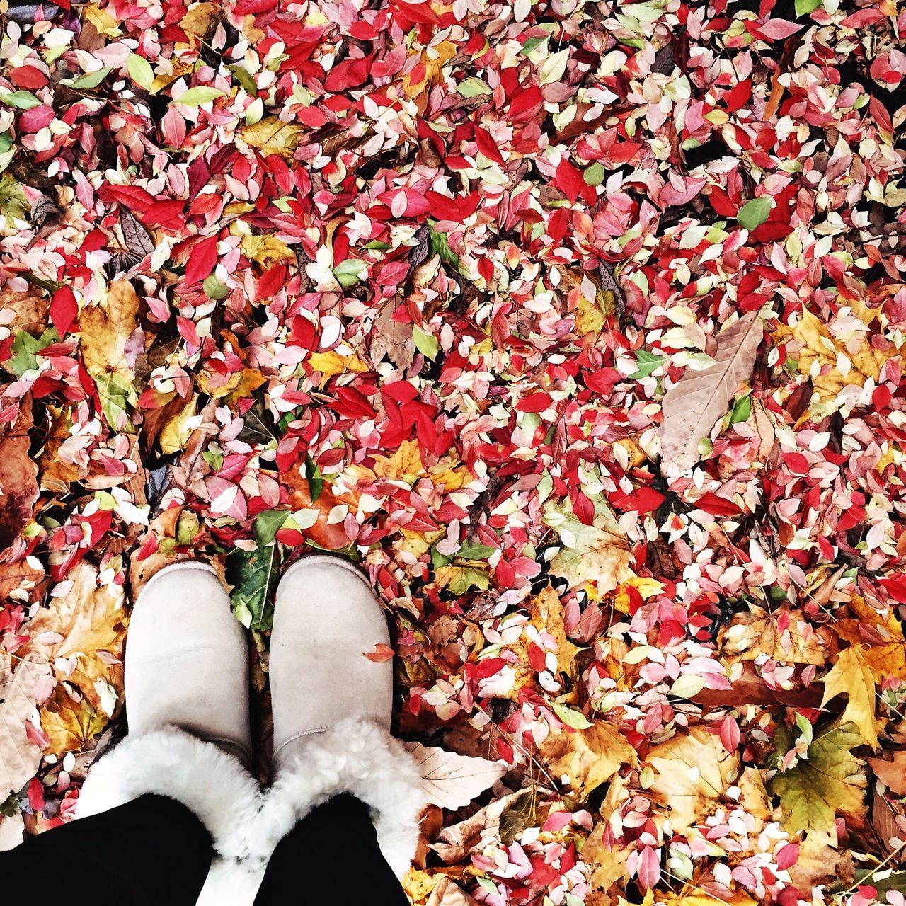 low section, personal perspective, person, shoe, high angle view, autumn, leaf, change, red, season, flower, standing, nature, outdoors, human foot, day, white color