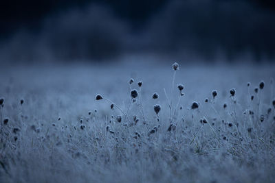 Autumn's frozen tapestry. enchanting meadow captured in ice in northern europe