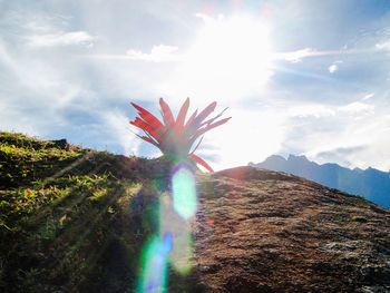 Flowers on mountain against sky