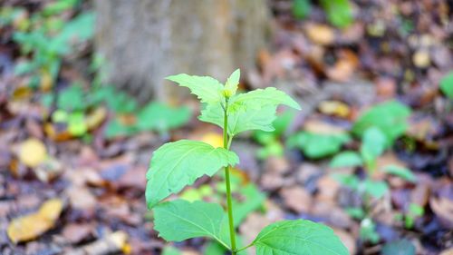 Close-up of plant