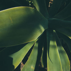 Close-up of plant
