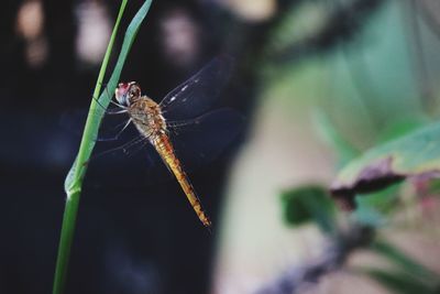 Close-up of insect on leaf