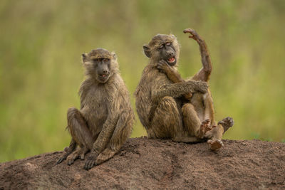 Two olive baboons sit playing beside another