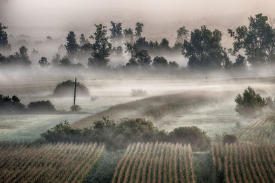 Scenic view of agricultural field against sky during foggy weather