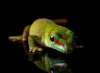 Close-up of lizard on black background