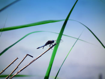 Low angle view of bird perching on plant against sky dragonfly