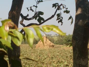 Close-up of tree trunk in field