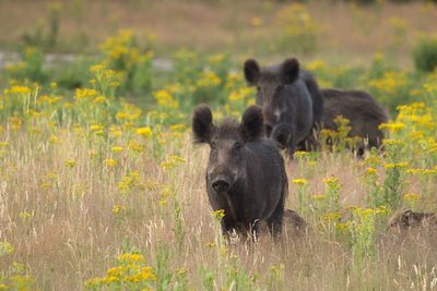 Wild boars on grassy field