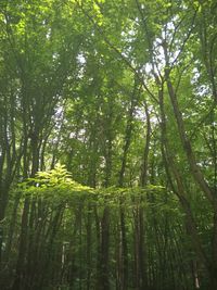 Low angle view of bamboo trees in forest