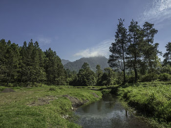 Scenic view of river amidst trees against sky