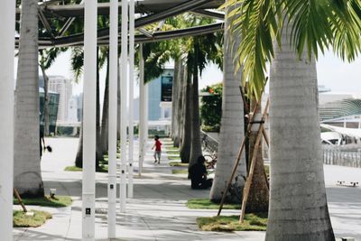 People walking on footpath by palm trees in city