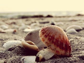 Close-up of shells on sand