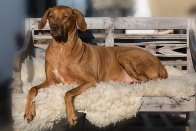 Portrait of dog sitting on floor