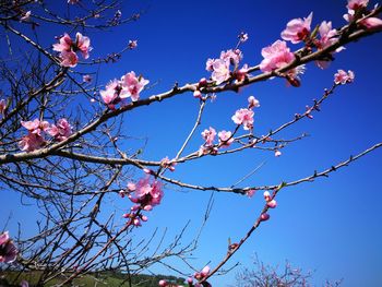 Low angle view of pink flowers on branch