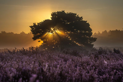 Sunlight falling on silhouette of trees during sunset