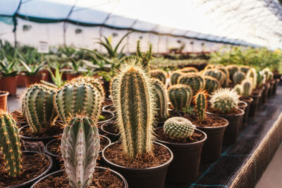 Close-up of succulent plants in greenhouse