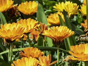 Close-up of yellow flowering plants on field