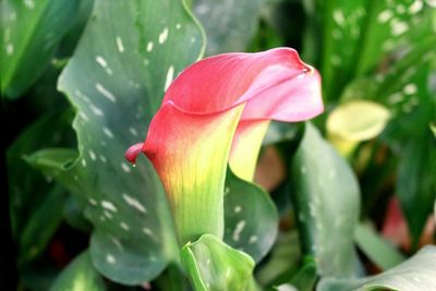 Close-up of flower blooming outdoors