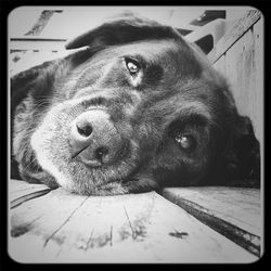 Portrait of a dog