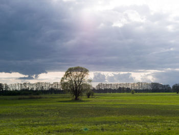 Scenic view of agricultural field against sky