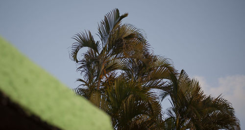 Low angle view of palm tree against clear sky
