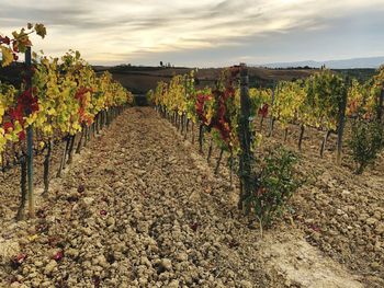 View of vineyard against sky