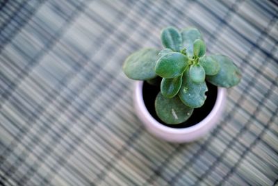 High angle view of potted plant on table