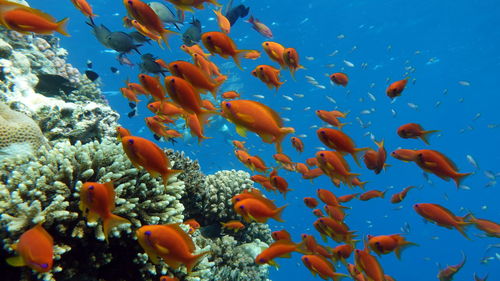 Fish - sea goldie. the most common antias in the red sea. 