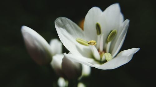 Close-up of white flower