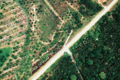 High angle view of agricultural field