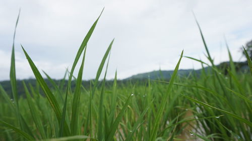 Close-up of crops growing on field against sky