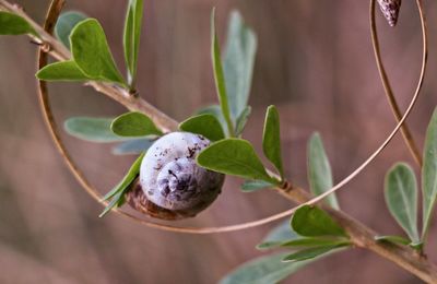 Close-up of fruit growing on plant