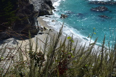 High angle view of plants by sea