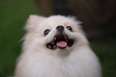 Close-up of dog looking away