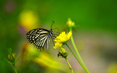 Close-up of butterfly pollinating on flower