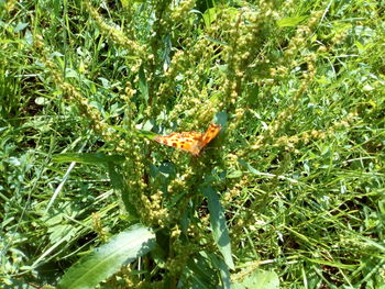 Close-up of insect on plant