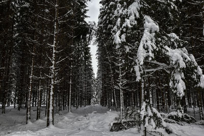 Snow covered pine trees in forest