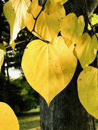 Close-up of yellow leaves on water