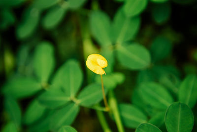 Close-up of yellow flowering plant