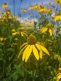 Close-up of yellow flowering plant in field